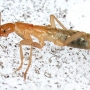 Photograph of a grylloblattid - an orange-y insect that looks kind of like a cricket - on a sheet of ice.